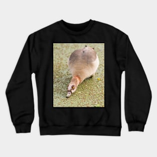 Egyptian Goose Crewneck Sweatshirt